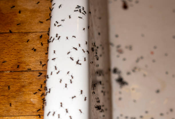 Best Best Pest Control Companies  in Centuria, WI