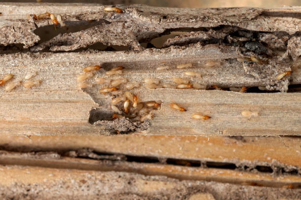 Best Affordable Pest Control Services  in Centuria, WI